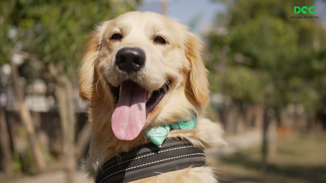 Client Speak : Satisfaction of our pet parents is key! DCC Animal Hospital
