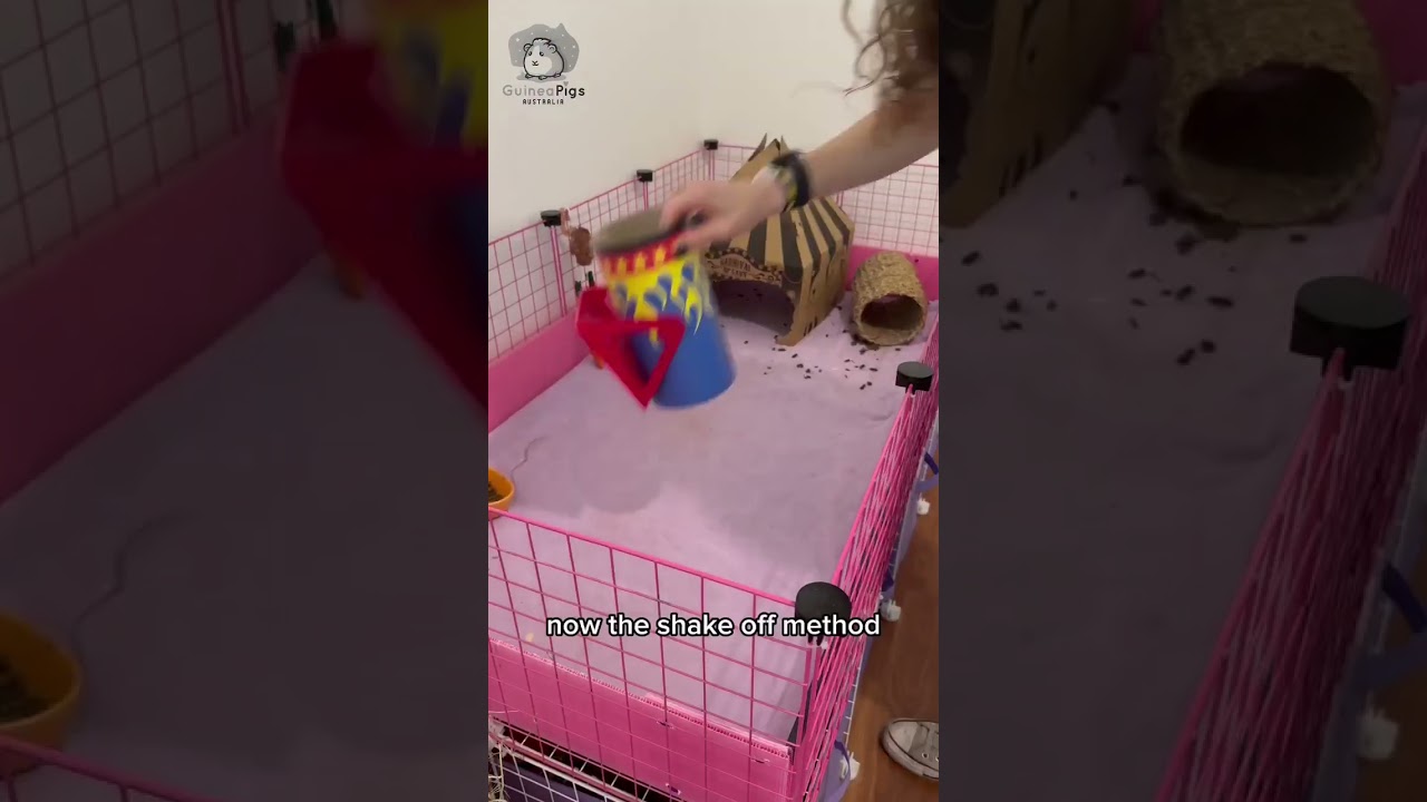 Daily Cleaning of your Ozzy Cage Fleece Liner #guineapig#guineapigcage