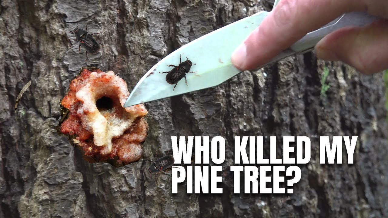 Who Killed My Pine Tree?