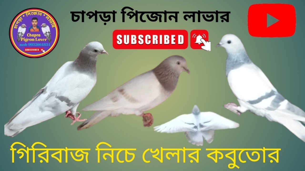 আজ নতুন এক ভডিও নিয়েএসছি কিছু গিরিবাজ নিচে খেলার কবুতোর MOB=8436311462 সালমান ভাই  বাঙ্গালঝি নদিয়া