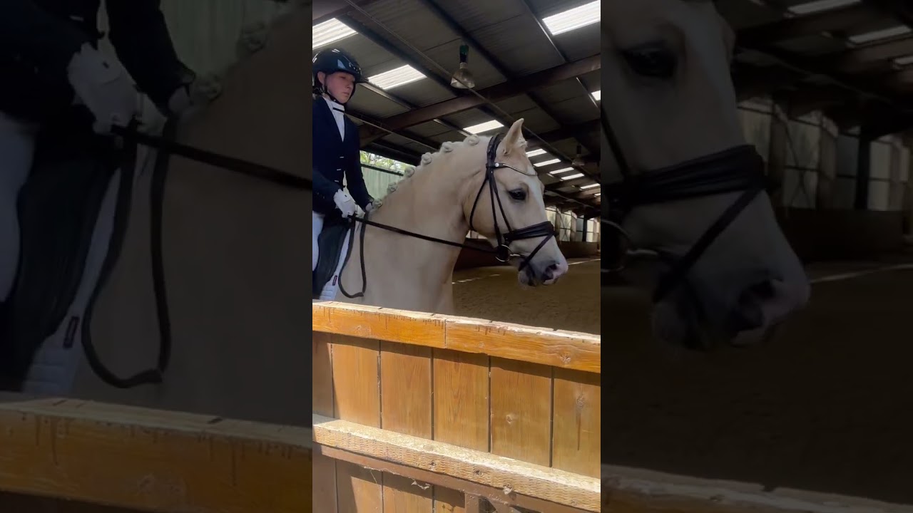 Buddy’s first dressage 🙂