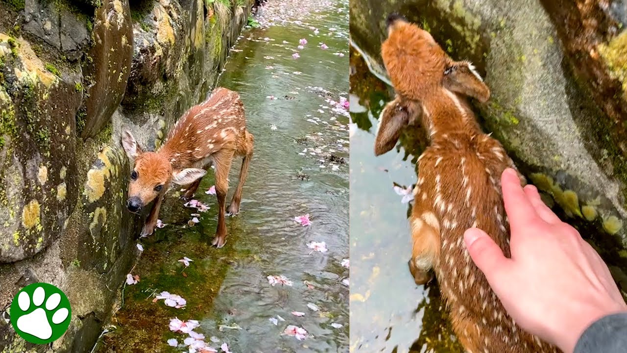 Mann rettet Rehkitz, das in Fluss feststeckt