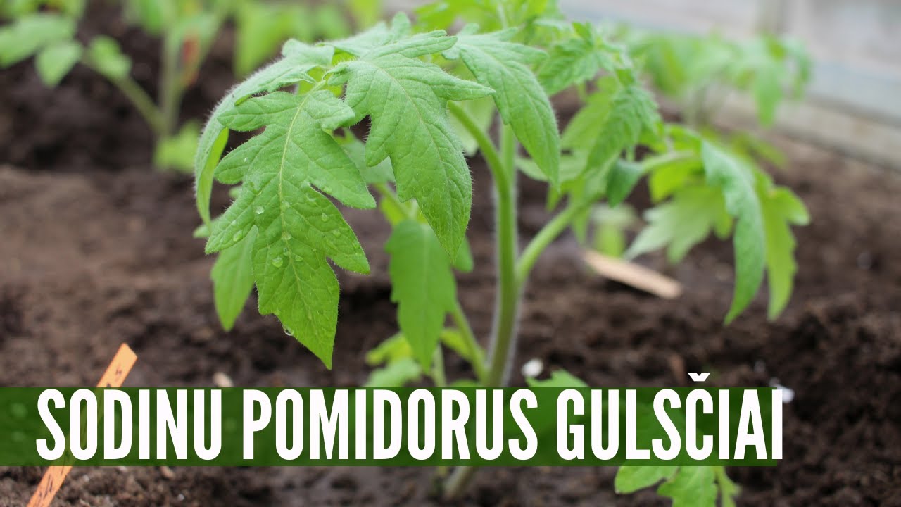 Pomidorų sodinimas į šiltnamį guldant: kodėl ir kaip tas daroma