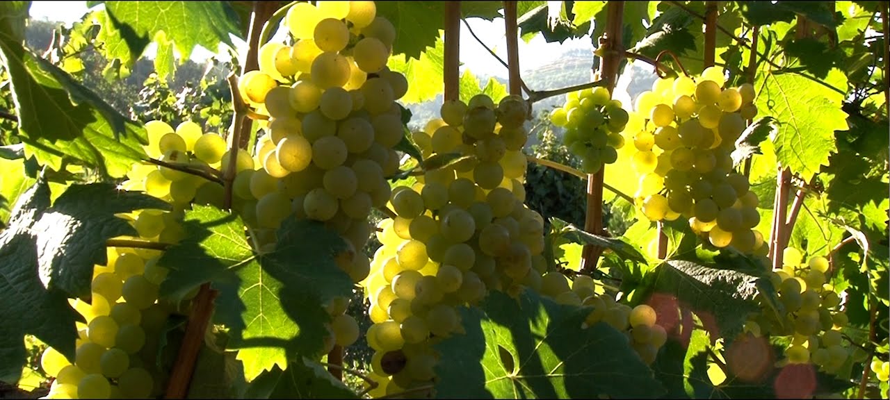 Come si certifica un vino DOC
