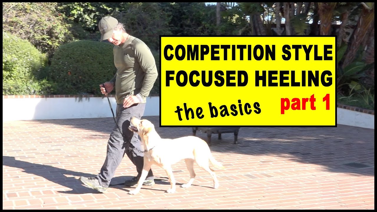 Competition Focused Heeling part 1 foundation - Dog Training Video