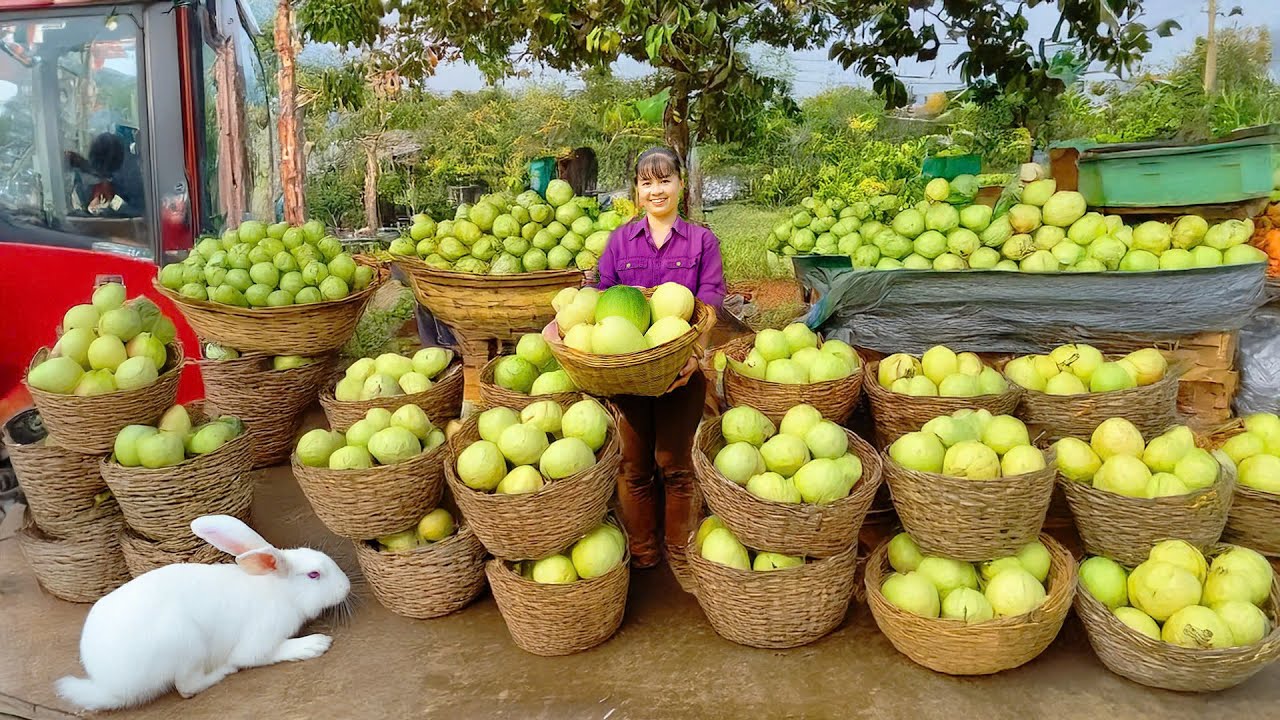 Harvesting Tons Of Guava Fruit Goes To Market Sell - Daily Farm | Phương Farm Life