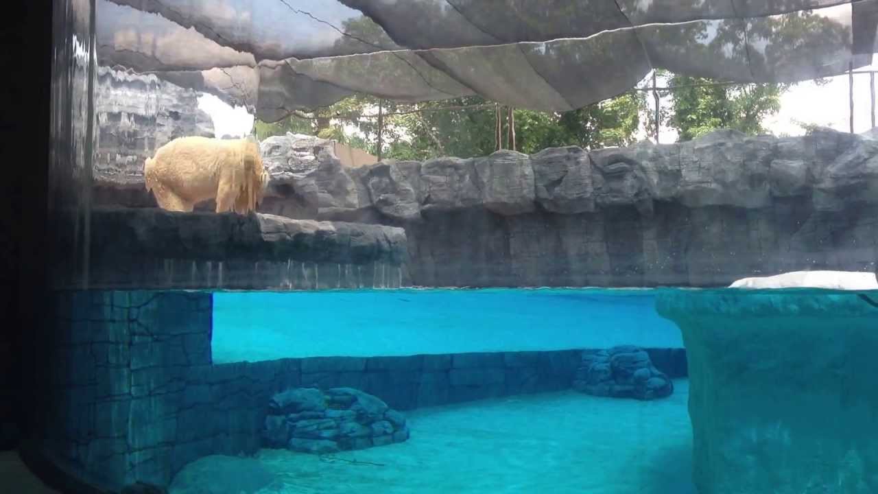 Polar Bear Token Feeding Session At Singapore Zoo 2013