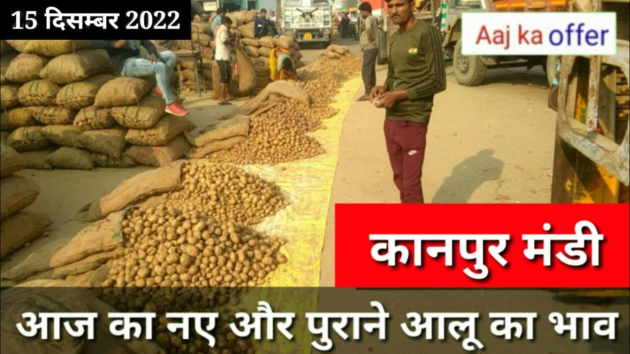 December 15, 2022 आज का आलू का थोक भाव कानपुर मंडी/potato price today kanpur Mandi