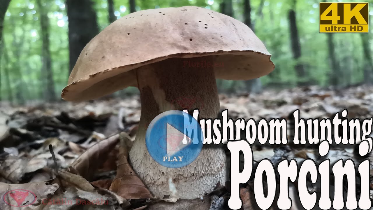 Mushroom hunting: porcini, penny bun, cep (1) Ultra Hd UHD 4K video
