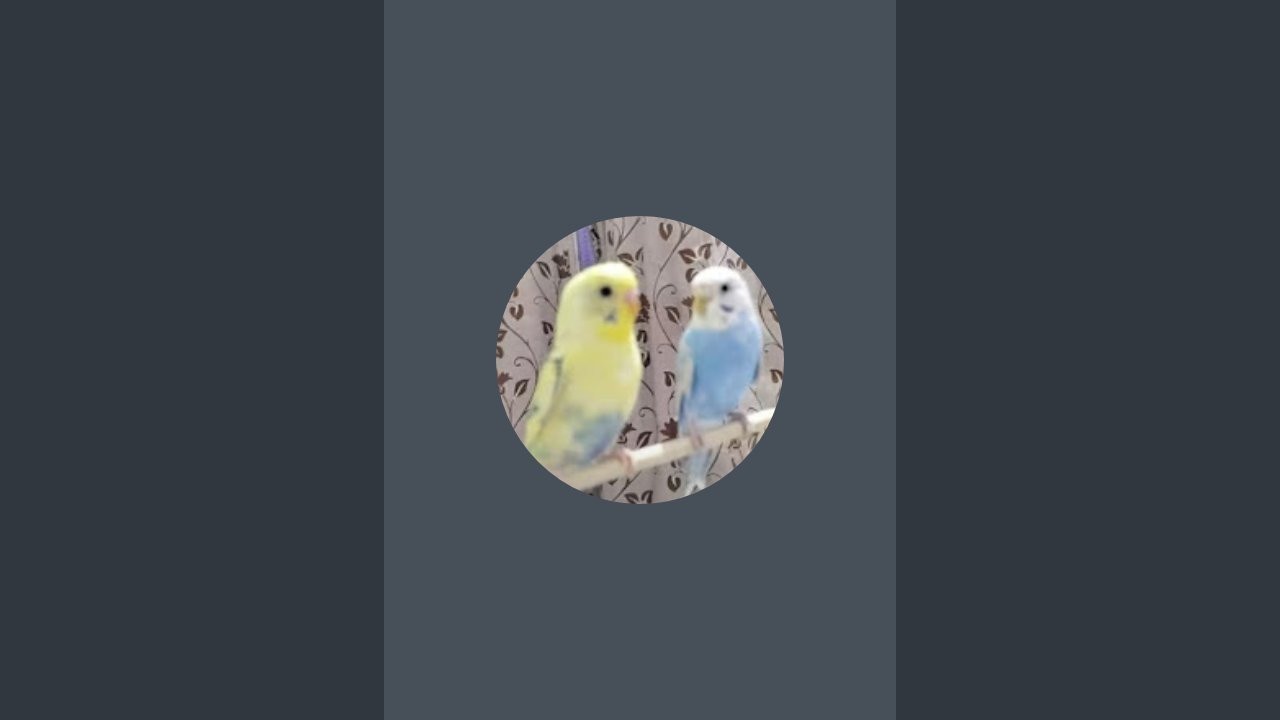 Popu & Chiku is live 🦜🐣🐦🐥
