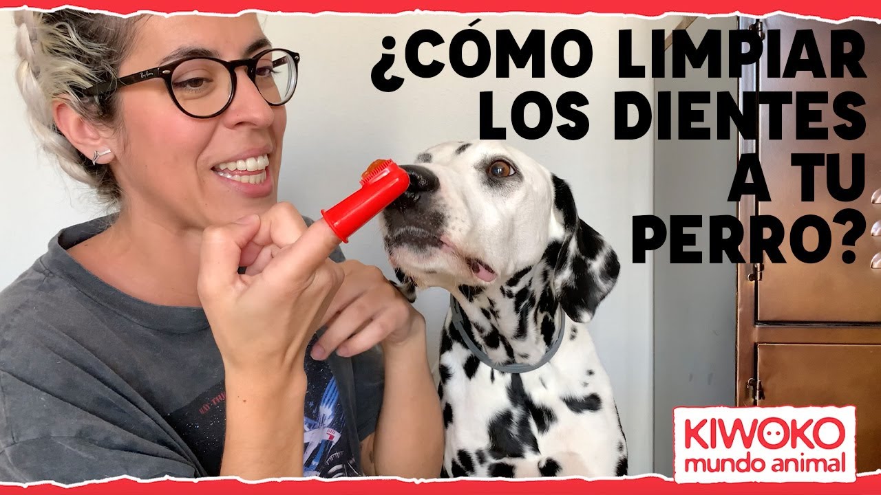 C&oacute;mo limpiar los dientes a un perro🐶