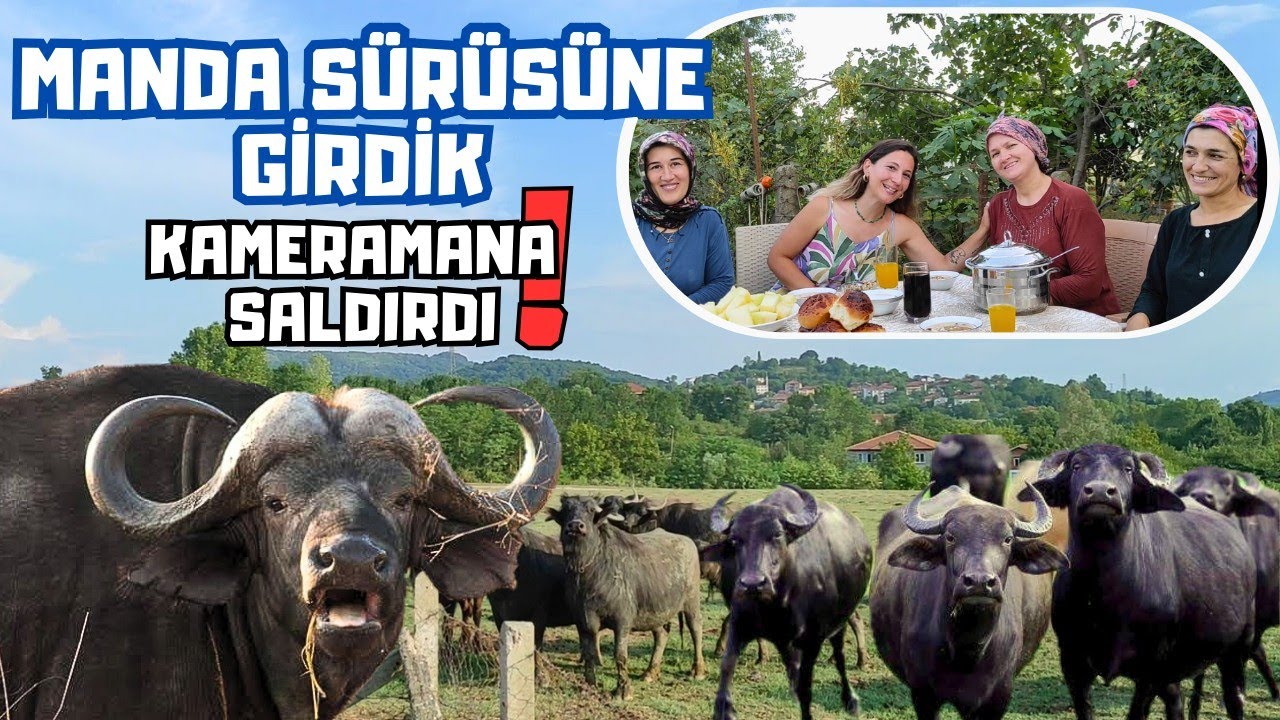 Üç Eltinin Manda Çiftliği | Manda Yetiştiriciliği