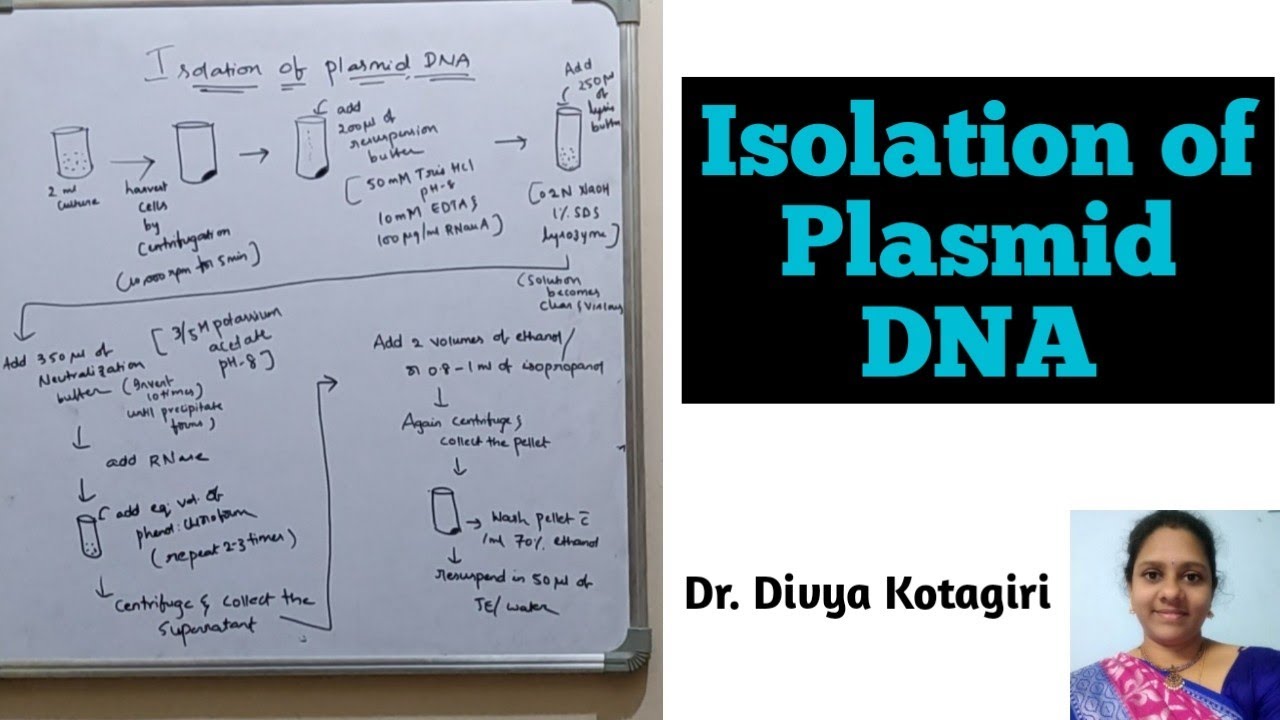 Part 2# Isolation of plasmid DNA # Isolation of nucleic acids # Genes & Genus