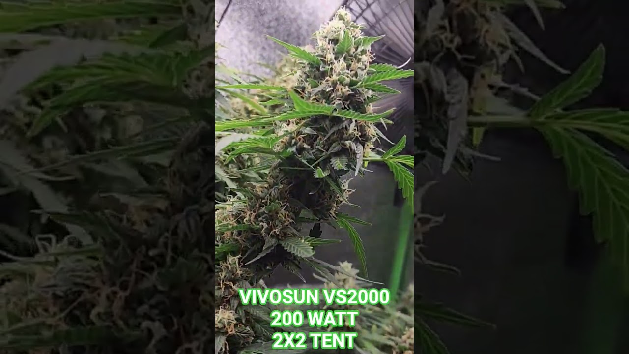 Vivosun vs2000. Perfect for indoor 2x2 grow tent