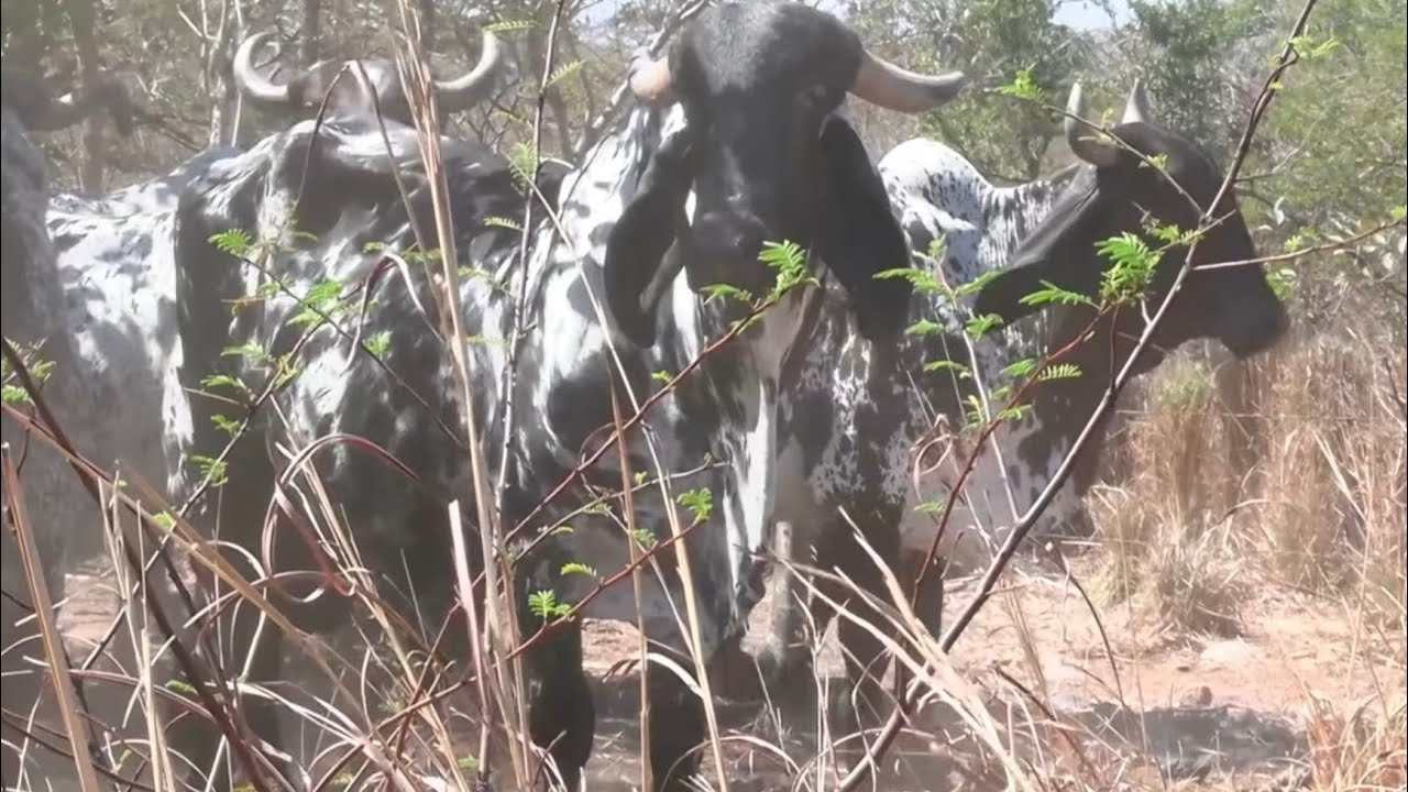 LA LONGEVIDAD PRODUCTIVA DE LAS VACAS SARDO NEGRO Y SARDO NEGRO MOCHO DE RANCHO 