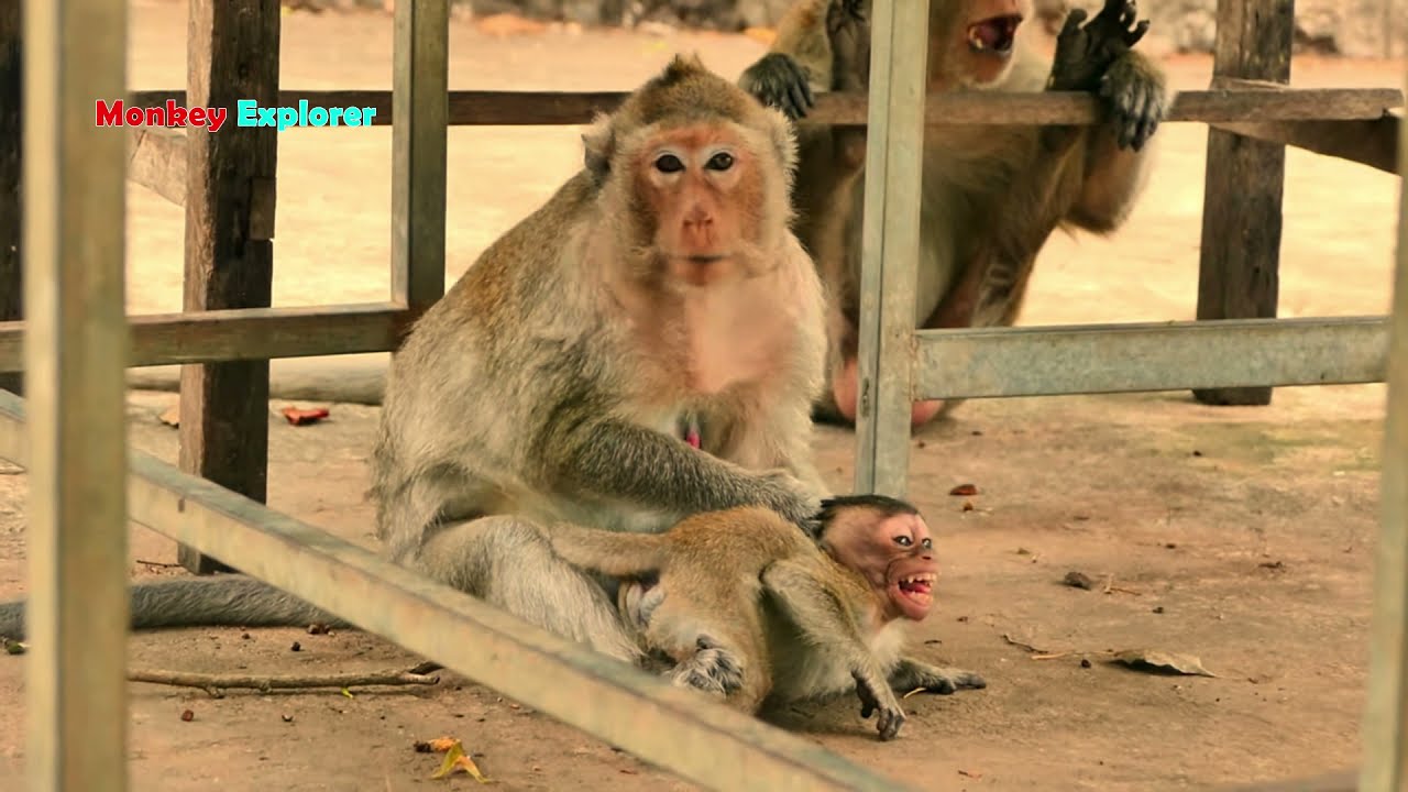 Hmm, Poor tiny baby Emma so hurt crying loudly/ Why is nasty mom maltreating & biting baby Emma.