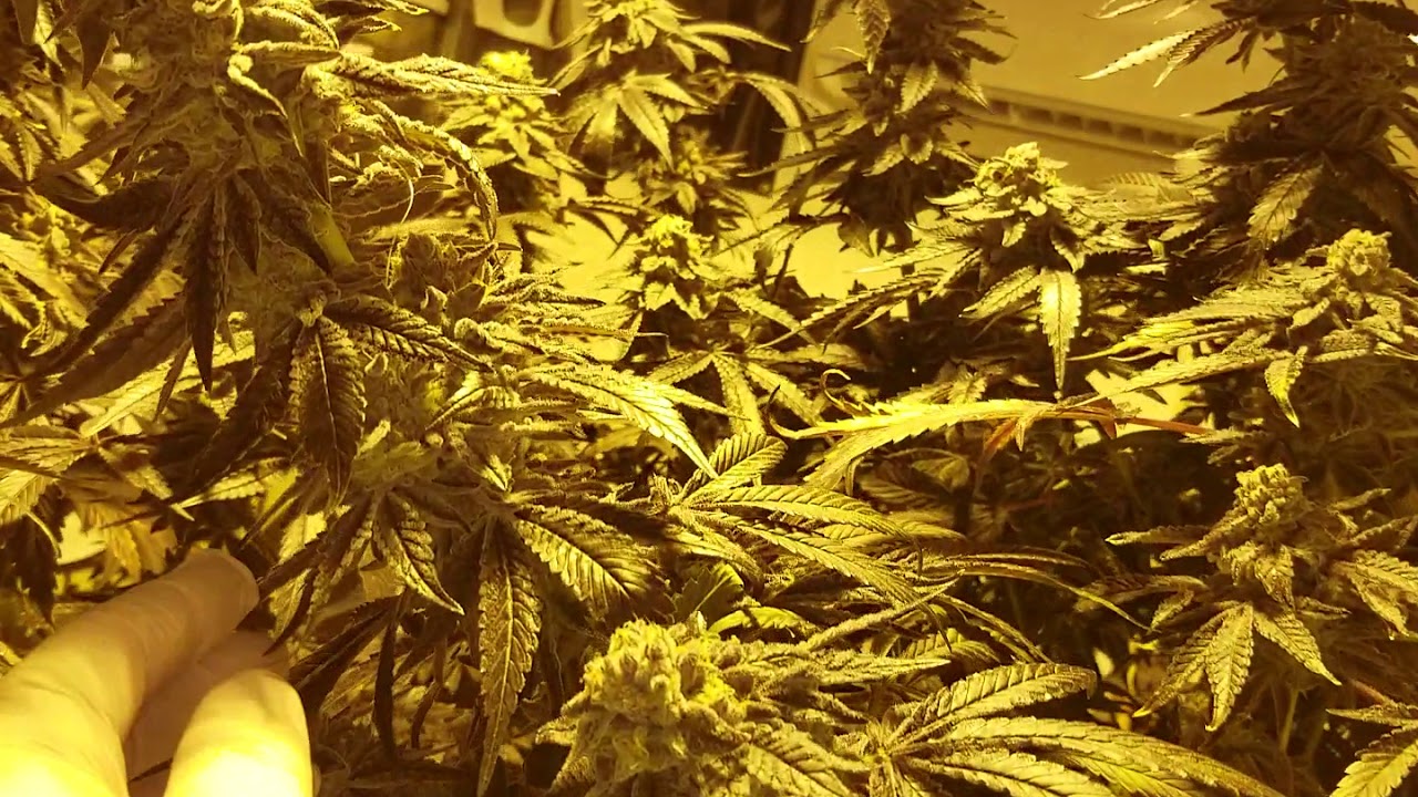 Kush Mints Strain RWDC