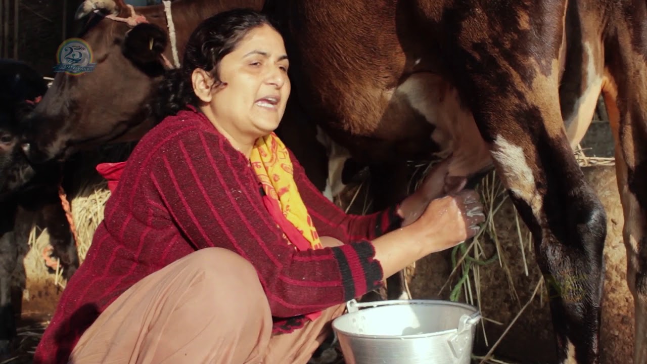 NMC-COOP Dairy Documentary || NMC-Dairy