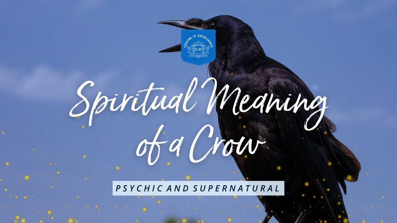 What Do Crows Mean Spiritually? 🪶