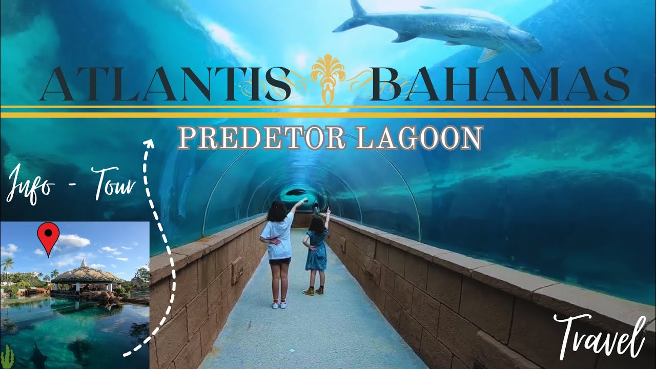 Must Visit in the Atlantis Bahamas | The Predator Lagoon Underwater Tunnel Nassau Paradise Island