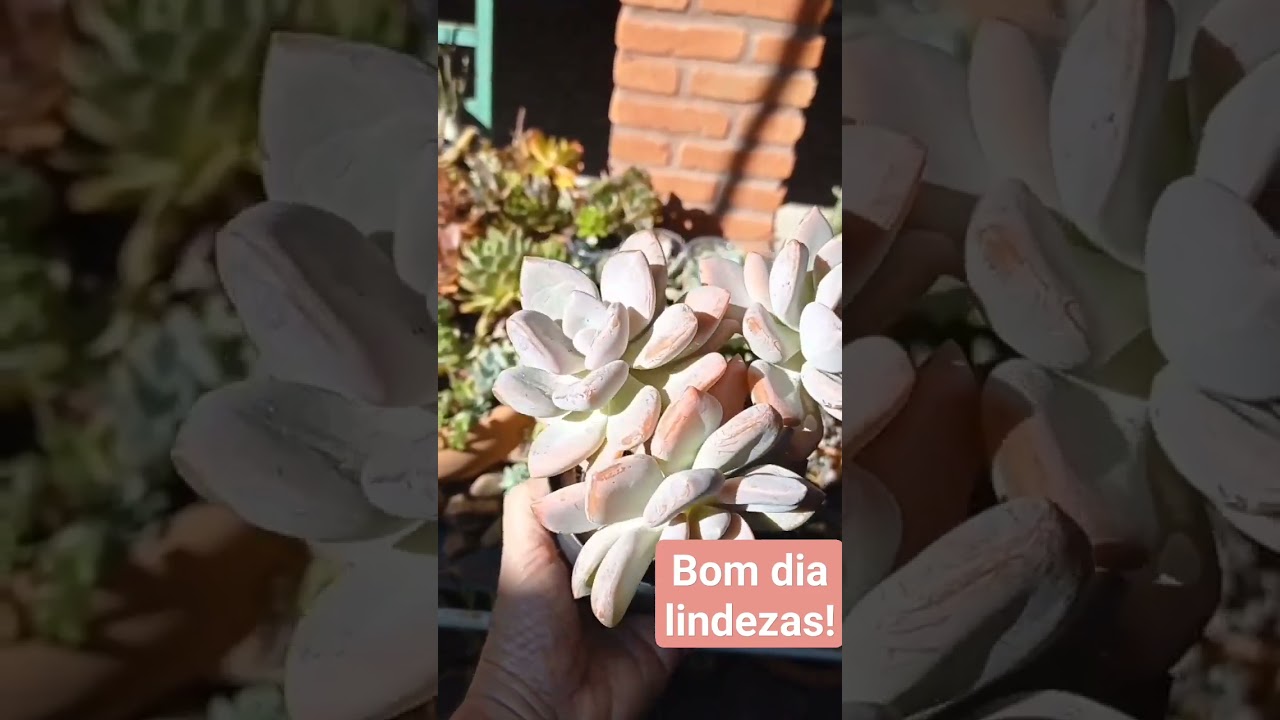Graptoveria Supreme. #short