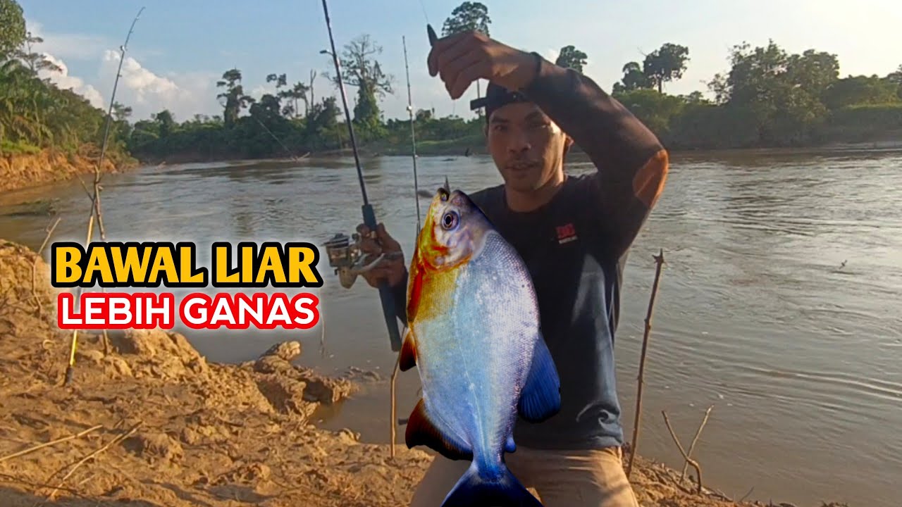 MANCING BAWAL, TERUNGKAPNYA UMPAN GREGET IKAN BAWAL LIAR