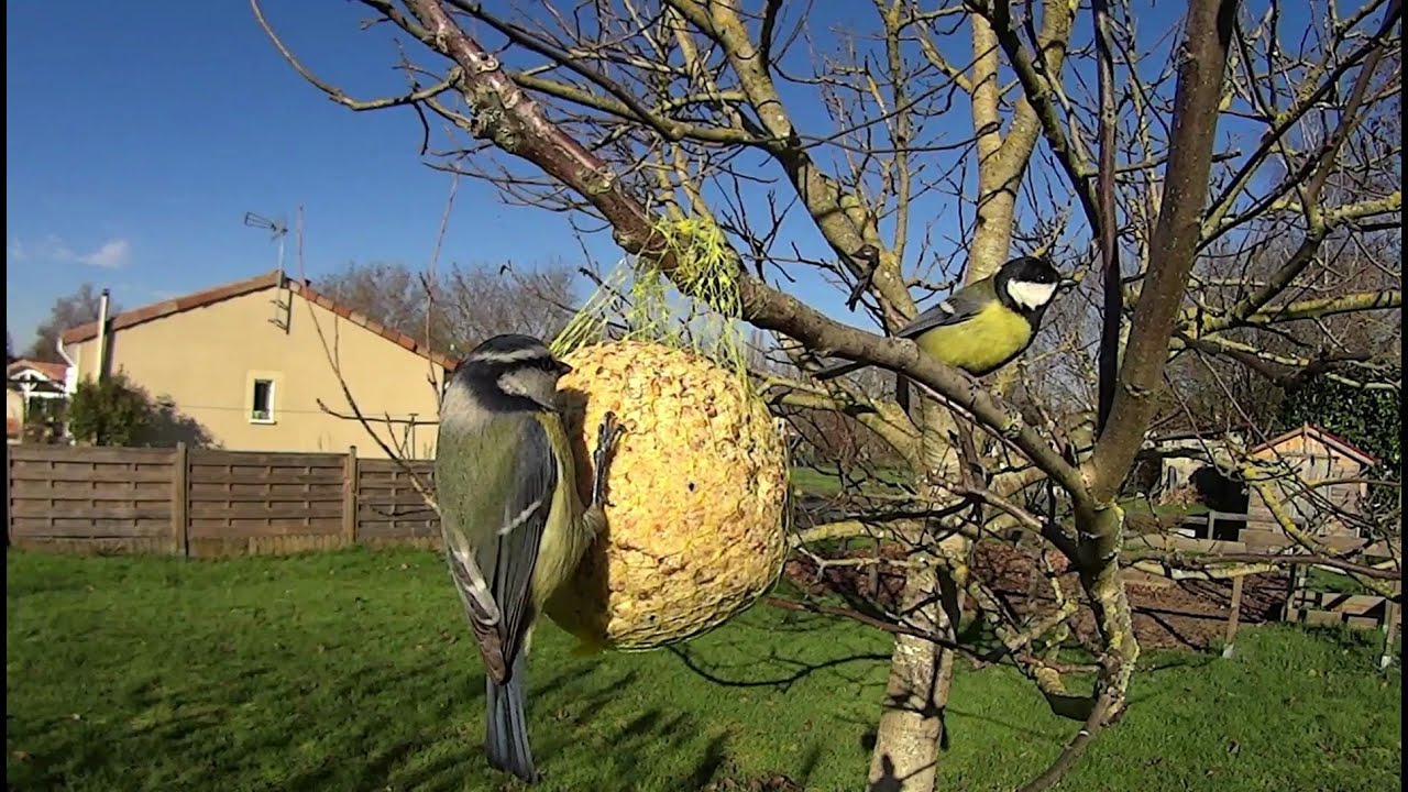 Oiseaux du jardin de très prés.
