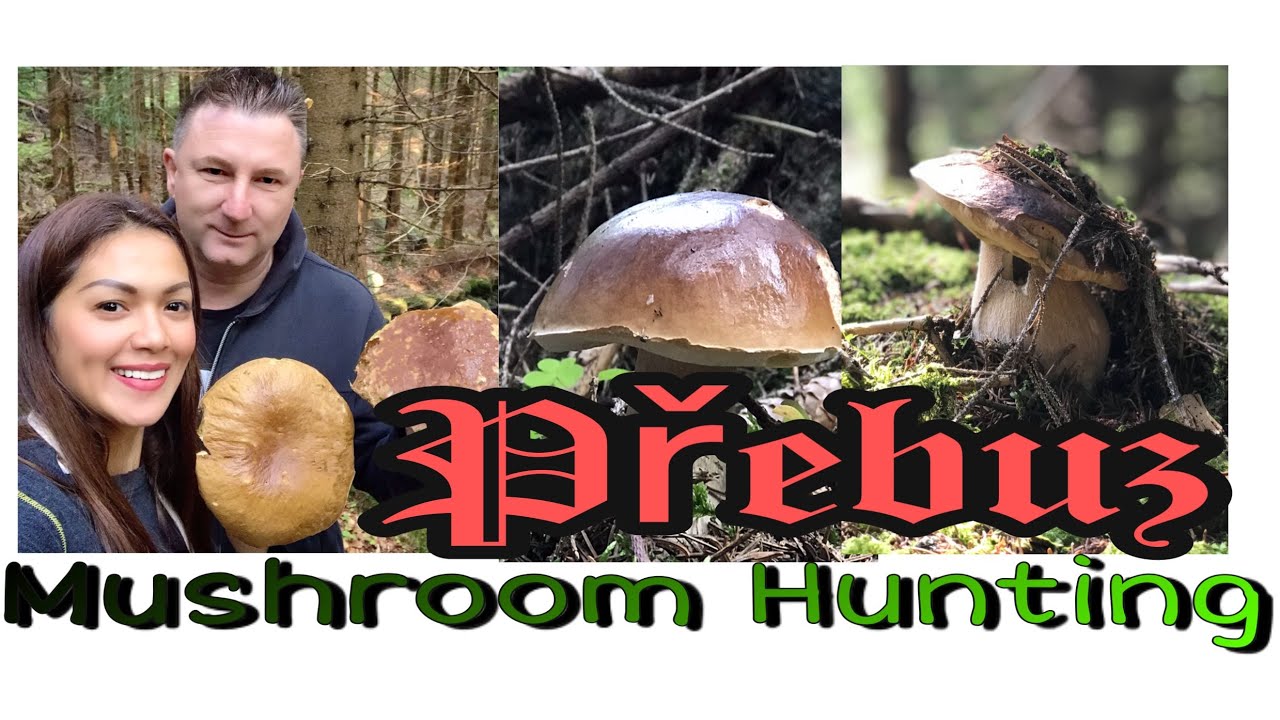 Mushroom Hunting in Přebuz, Czech Republic