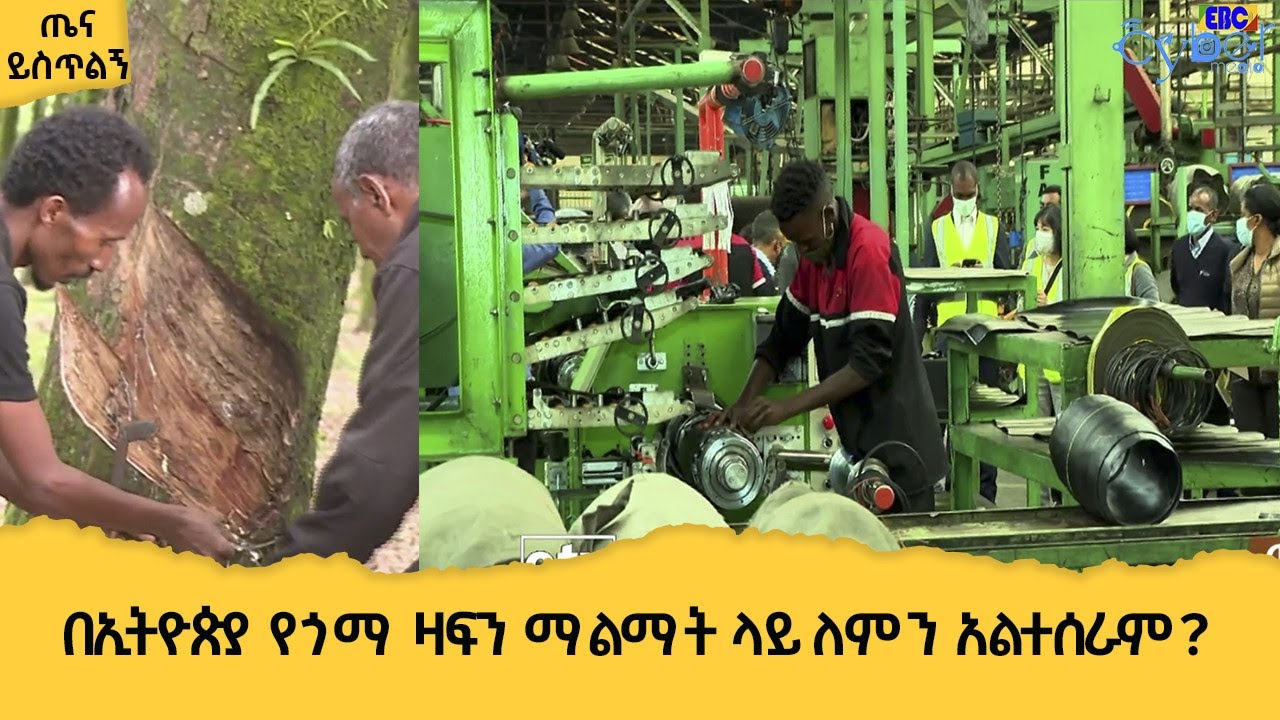 በኢትዮጵያ የጎማ ዛፍን ማልማት ላይ ለምን አልተሰራም? Etv | Ethiopia | News