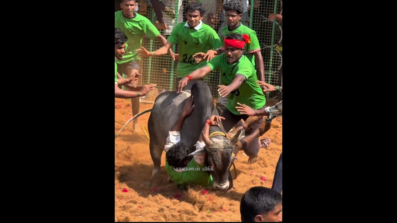 Super Pudi&hearts;️ #jallikattu #bull