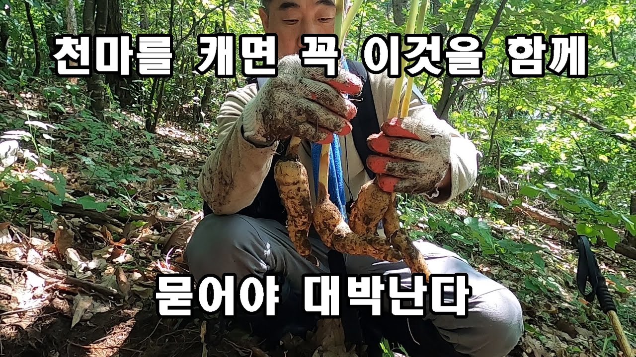 천마를 캐면 꼭 이것을 함께 묻으면 대박난다. 뇌질환 계통의 최고의 신약 천마.