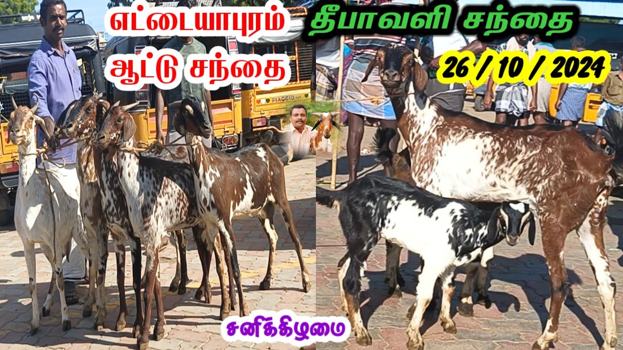 26 / 10 / 2024 / எட்டையபுரம் தீபாவளி ஆட்டு சந்தை / சனிக்கிழமை / Ettayapuram Goat Market #ஆடு