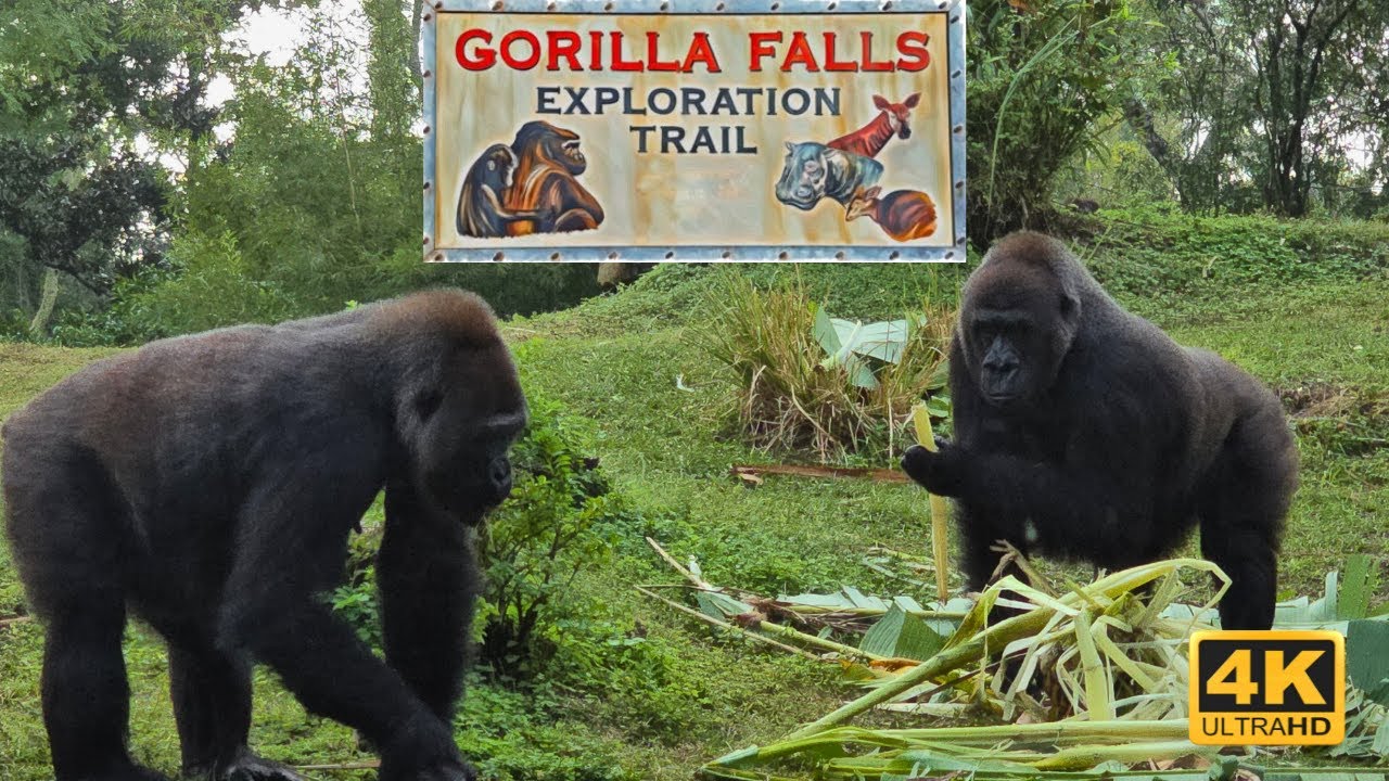 Gorilla Falls Exploration Trail Full Walking Tour 4K | Disney’s Animal Kingdom 2025