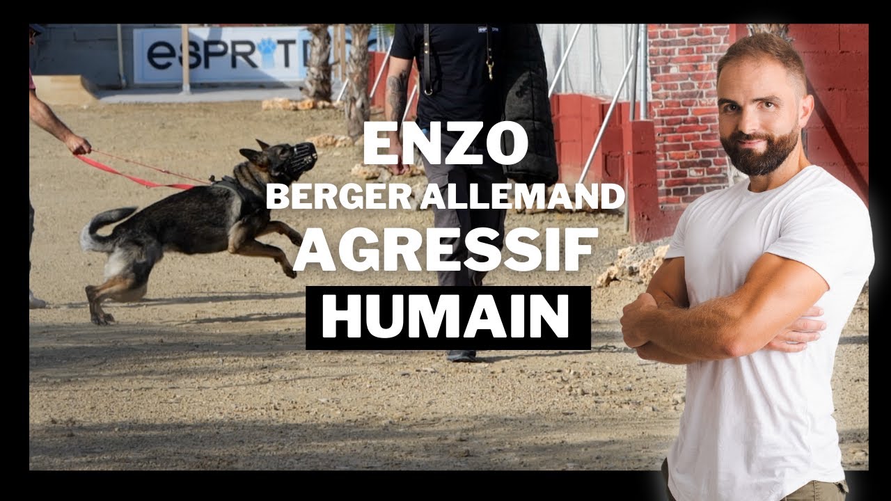 ENZO - Berger Allemand Agressif - Chien Incompris Ep 8