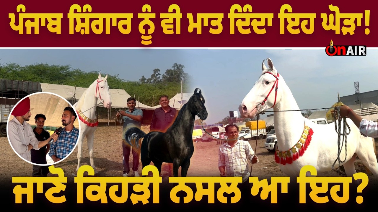 ਪੰਜਾਬ ਸ਼ਿੰਗਾਰ ਨੂੰ ਵੀ ਮਾਤ ਦਿੰਦਾ ਇਹ ਘੋੜਾ! ਜਾਣੋ ਕਿਹੜੀ ਨਸਲ ਆ ਇਹ ?