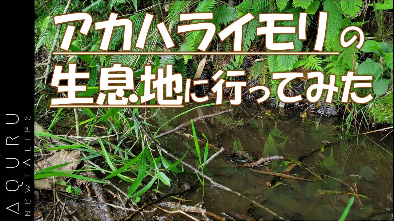 アカハライモリ採取観察！生息地に行ってみた