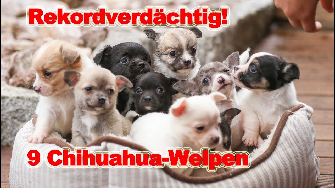 Rekordverdächtig! Chihuahua bringt 9 Welpen zur Welt