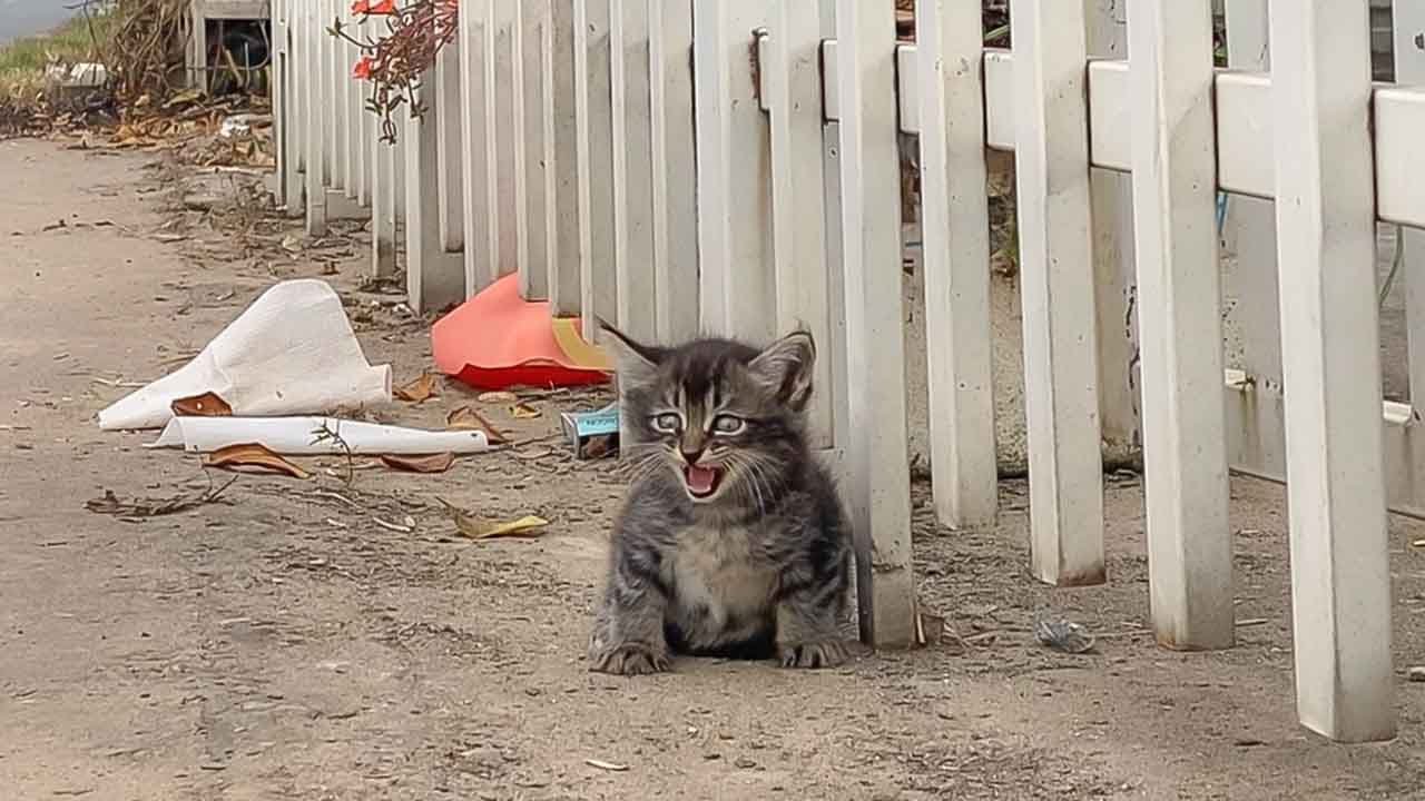 «Кто-нибудь может стать моей мамой?» — крошечный котёнок звал на помощь... Я усыновил его!