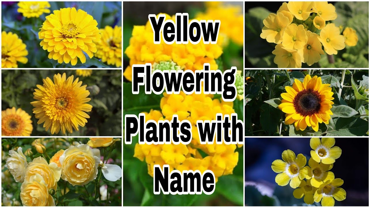 55 Yellow Flowering Plants with Name