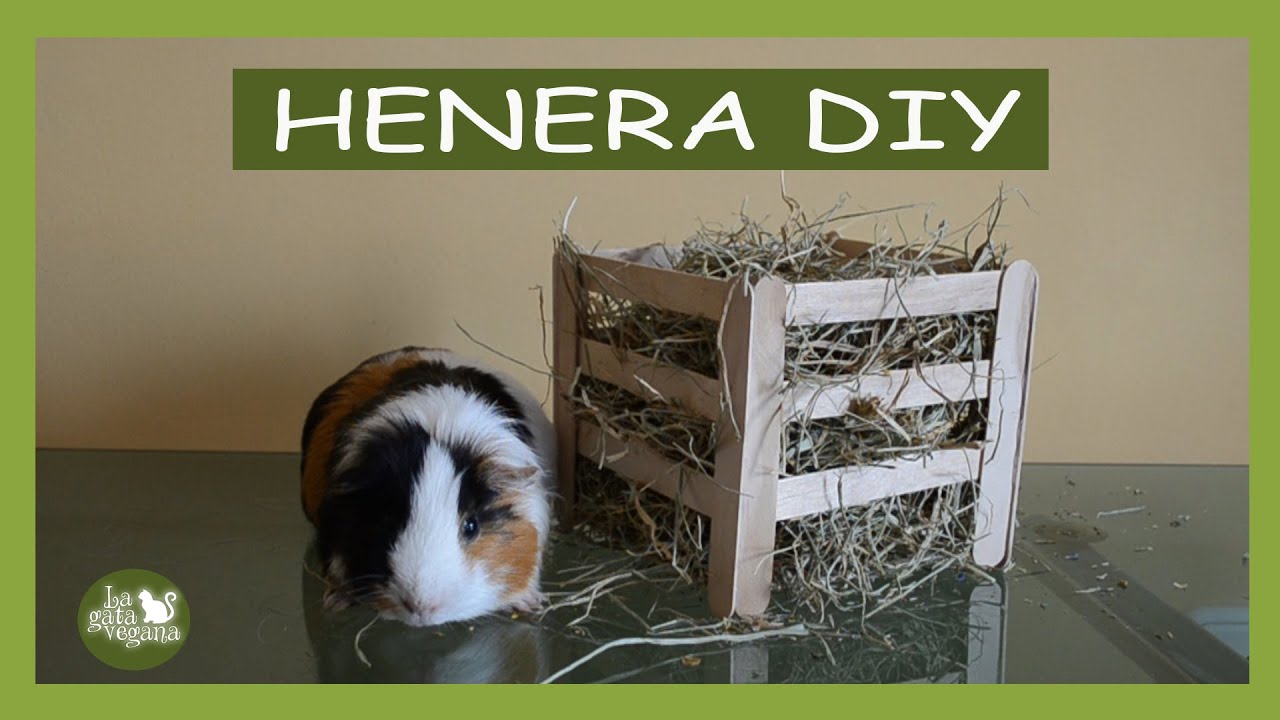 DIY HENERA CUADRADA CON ABATELENGUAS PARA COBAYAS, CONEJOS Y CHINCHILLAS |HACER UNA HENERA CASERA