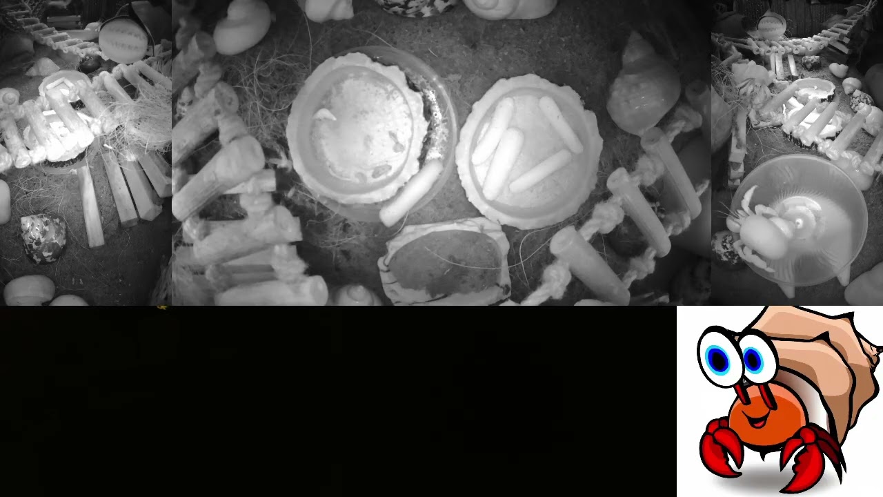 Time Lapse of 24x7 Hermit Crab Live Stream Overnight January 18th - January 19th 2026 (60x)