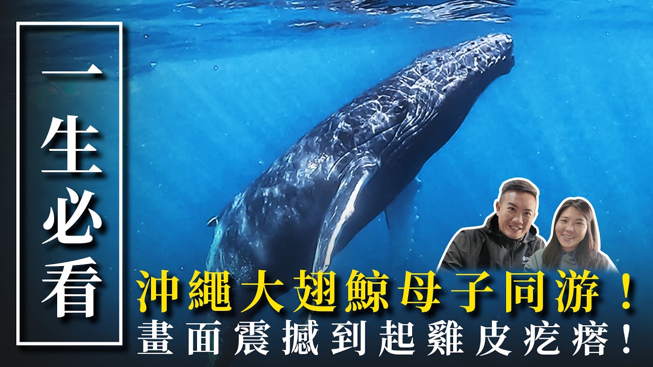 人生最震撼的一刻！沖繩母子鯨共游✨ ft.@kokeejiang 【Divehouse 潛水貨倉】