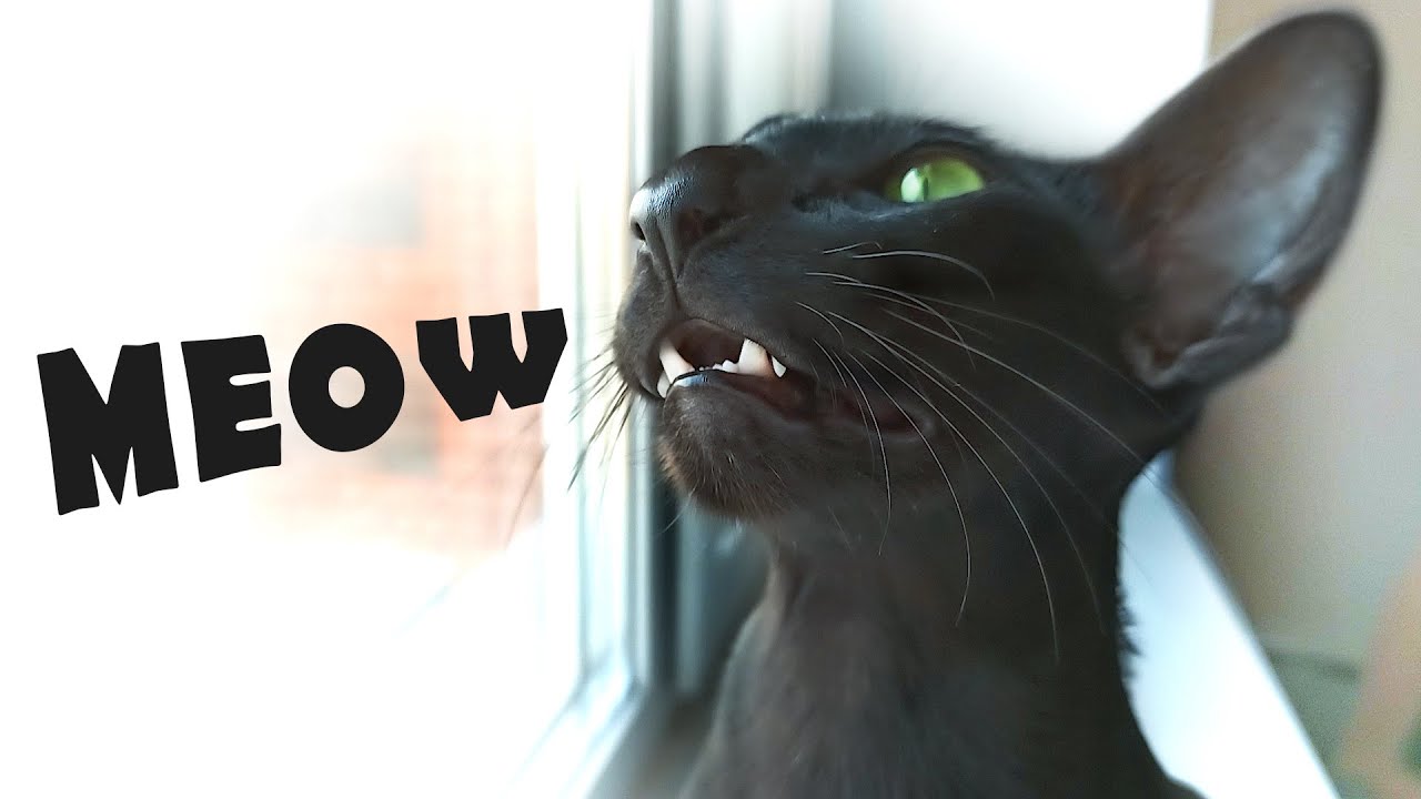Oriental Shorthair Cat Talking | Black Oriental Cat Meowing | Oriental Shorthair Honk