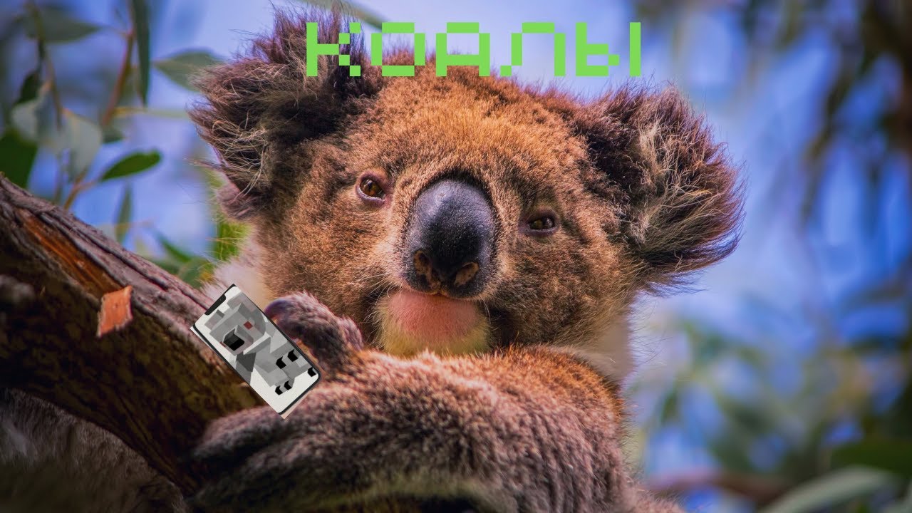 ФАКТЫ О КОАЛАХ