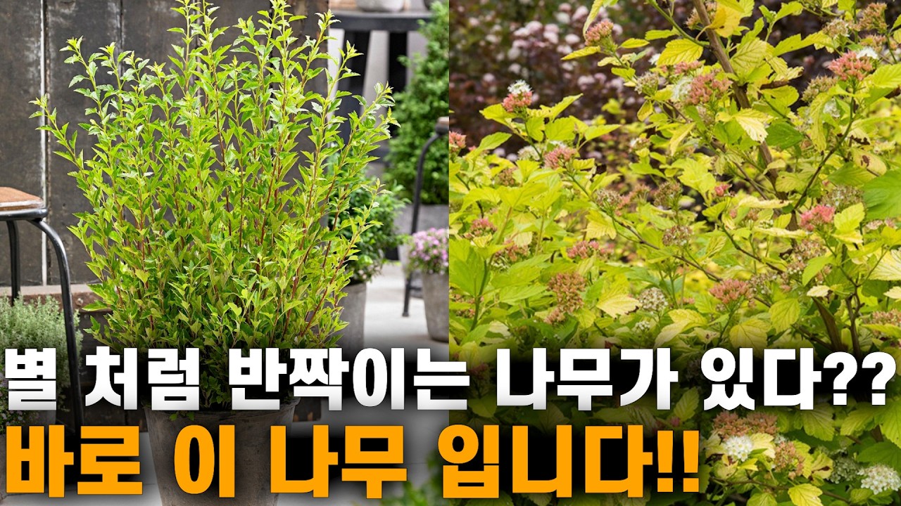 한여름 밤하늘 별빛 처럼 빛나는 꽃나무?? 앙증 맞은 꽃!! 매혹적인 열매!! 겨울에도 볼거리가?? 전국 노지월동 가능!! 극왜성종 미니사이즈!! 국수나무 리틀그리니!!