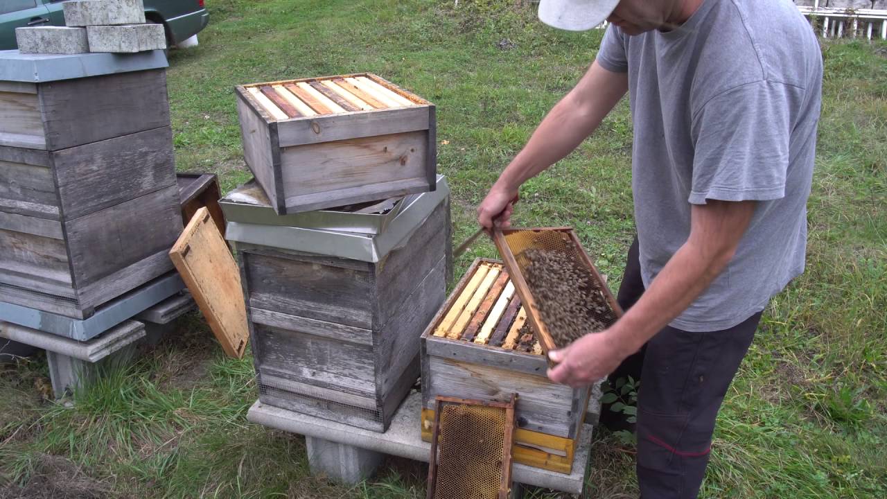 Blick ins Bienenvolk - Winterbienen