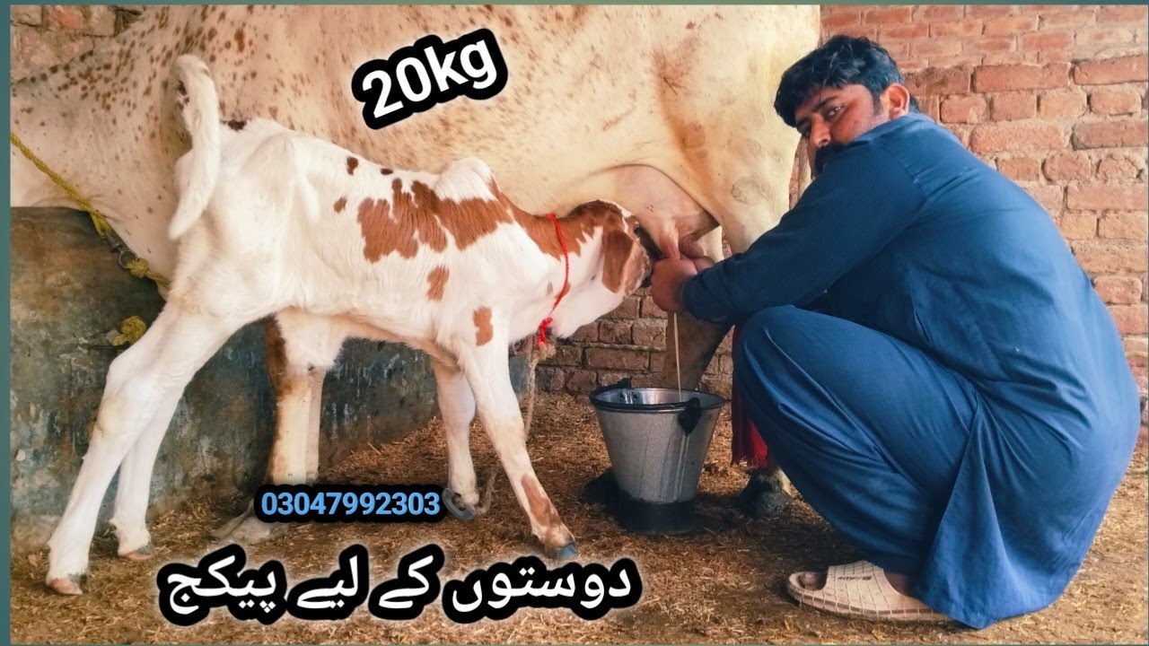 Cholastani Friesian chross for sale UK Animal Tv 