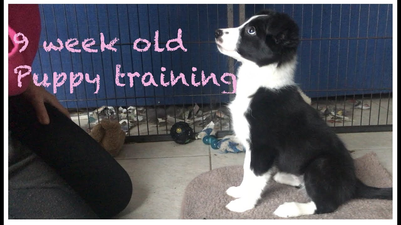 Training a 9 week old Border collie puppy basic obedience