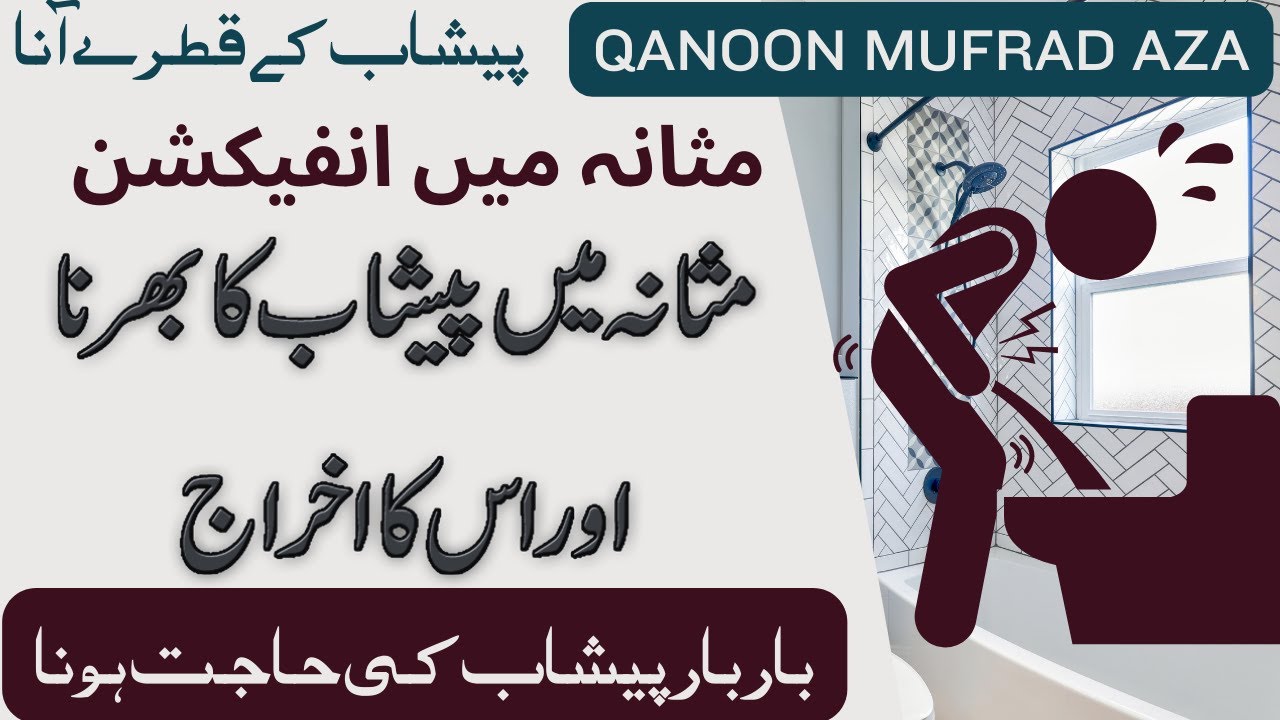 Urine Bladder Function and Problems | Masana ka infection in Urdu Hindi | Qanoon Mufrad Aza | UTI