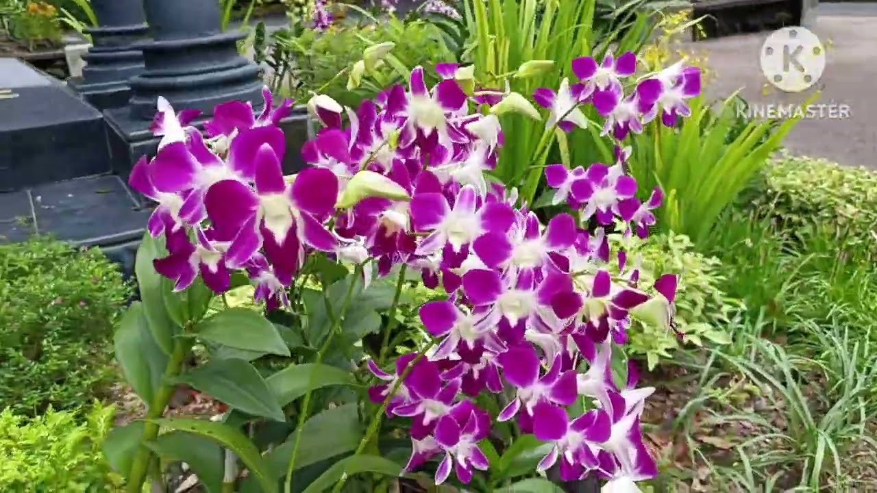 Jalan-jalan di Botanic Garden di Singapura #travelvlog #singapore #garden 